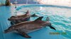 В лицензию крымского дельфинария «Немо» внесены изменения